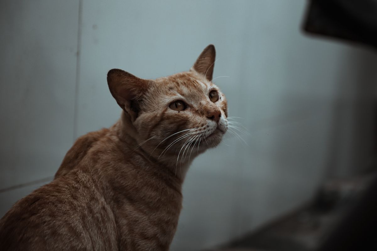 室内で物思いにふける茶トラ猫。給水器に慣れるまで時間がかかる猫もいる