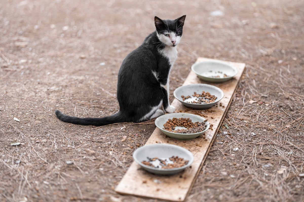 器のそばに座る猫。給水器を使わない理由は置き場所や器の形にあることが多い