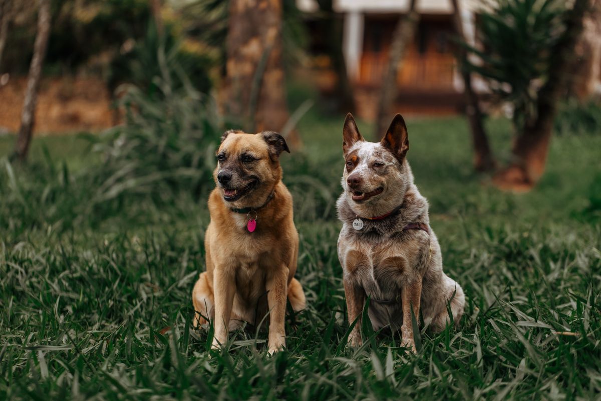 並んでいる二匹の犬