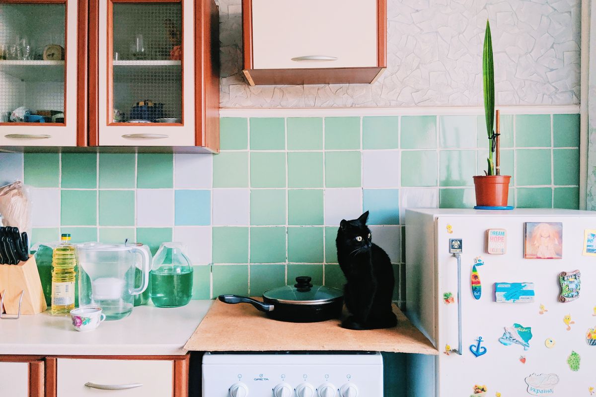 キッチンの家電の上に座る黒猫。ポンプ交換の作業中は猫を近づけない配慮が要る