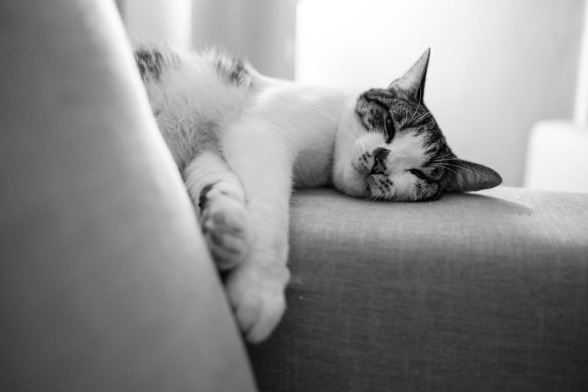 静かに眠る猫。動物のほうが人より音に敏感なことがある