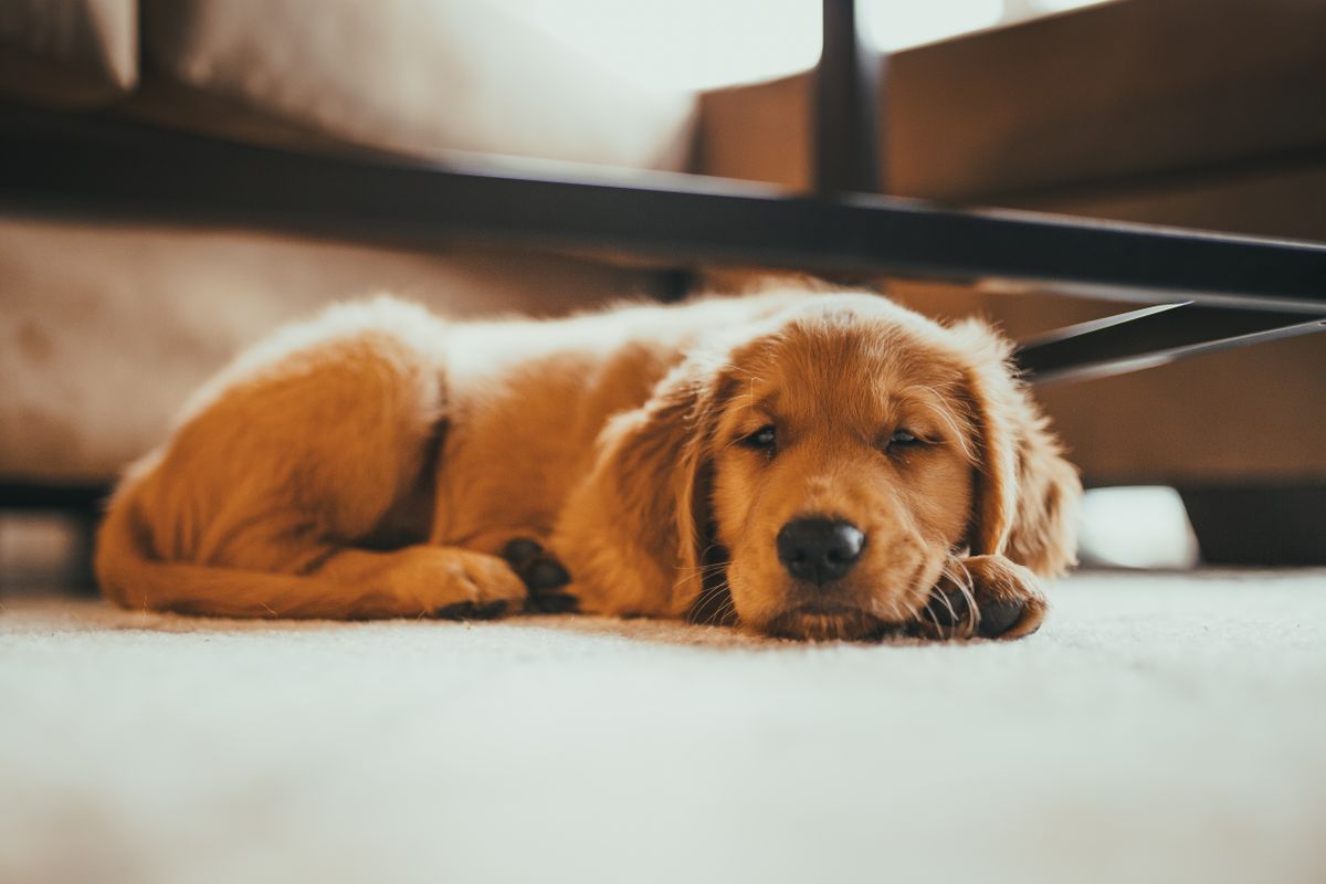 室内でくつろぐ犬。消耗品が切れて困るのは急ぎのときが多い