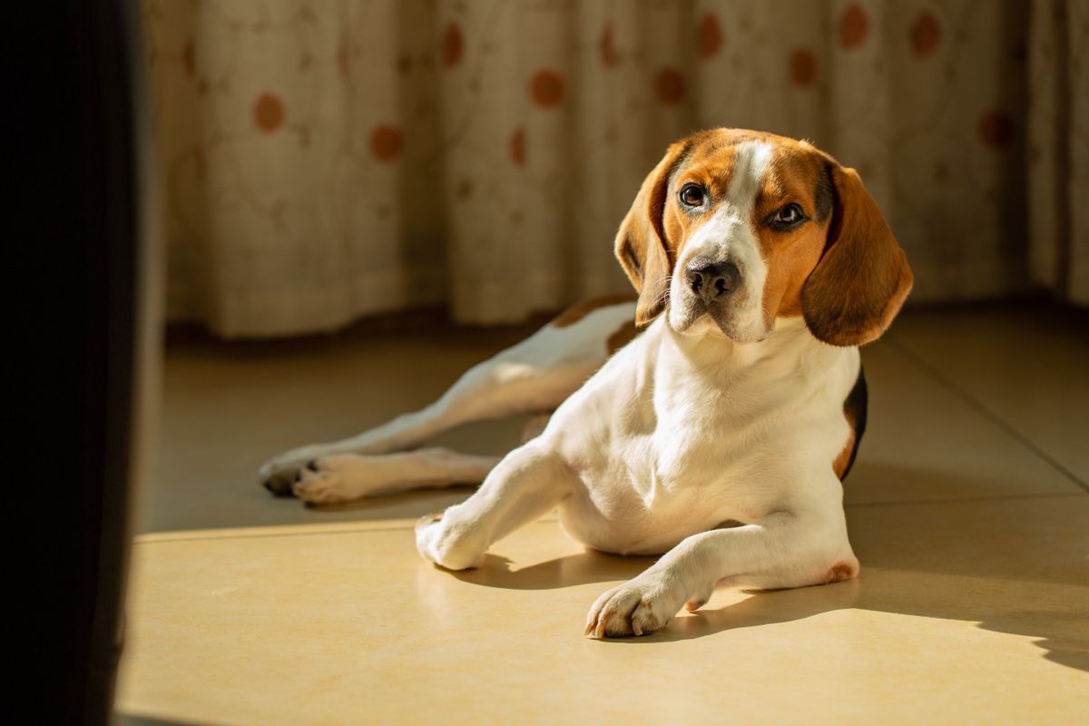 室内の床でくつろぐ犬。使い心地は素材と厚みで変わる