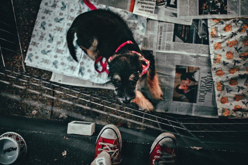 上から見たサークルのなかの犬と、床に敷かれた紙。敷く範囲が行動を決める