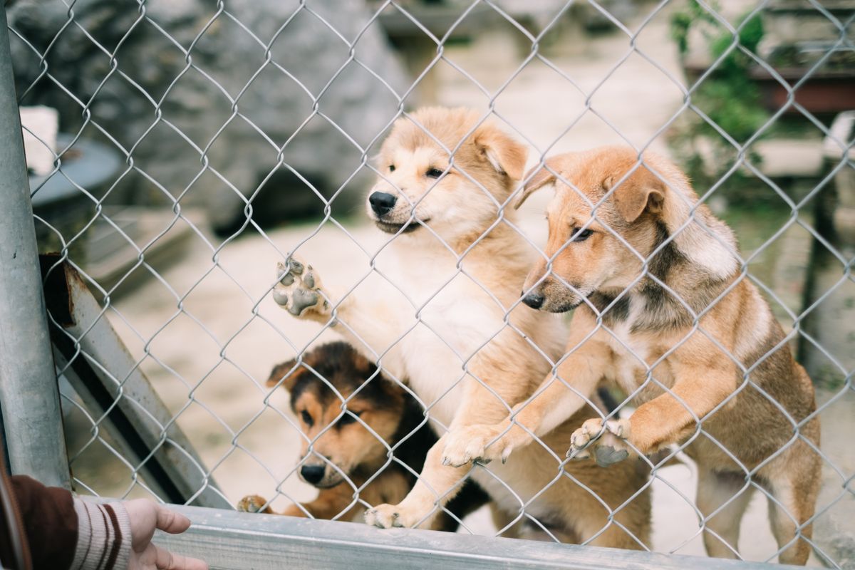 柵の内側にいる複数の子犬。頭数が増えると配置の自由度が下がる