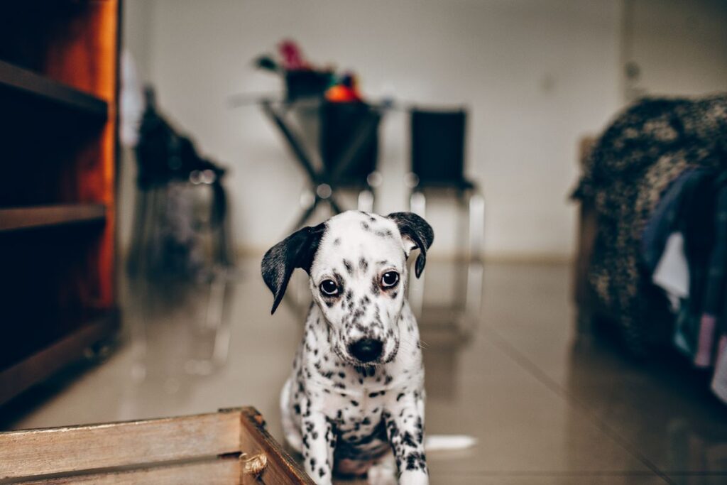 寝室の床に座っているダルメシアンの子犬