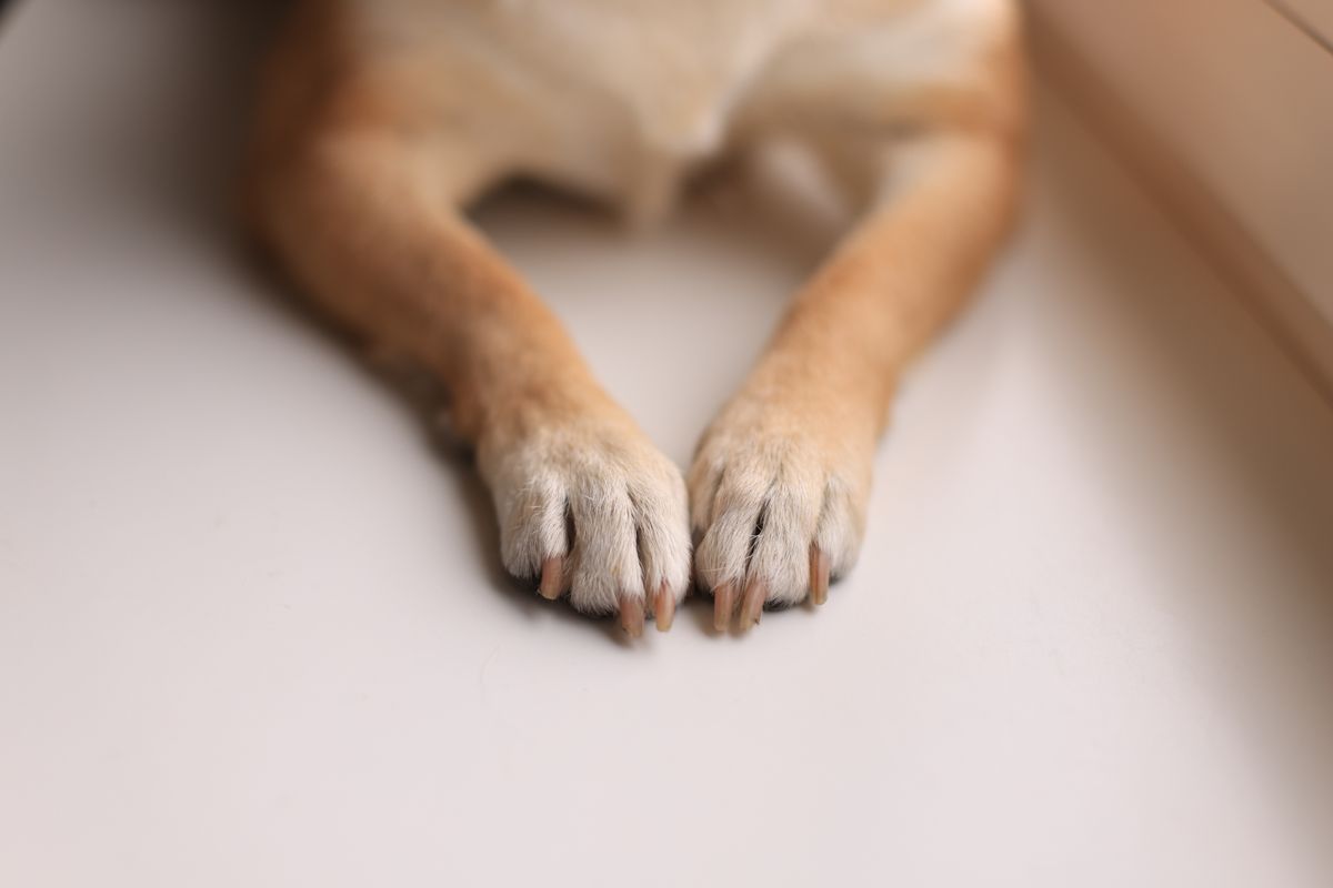 床に置かれた犬の前足