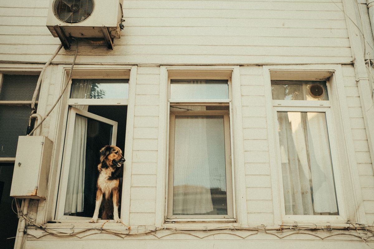 新しい部屋の窓から外を見ている犬