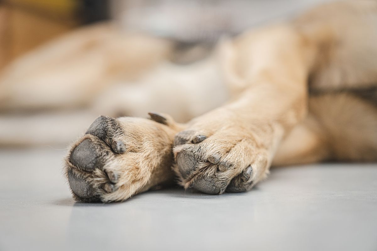 床に置かれた犬の前足。足に付くかどうかが表面素材を選ぶ理由になる