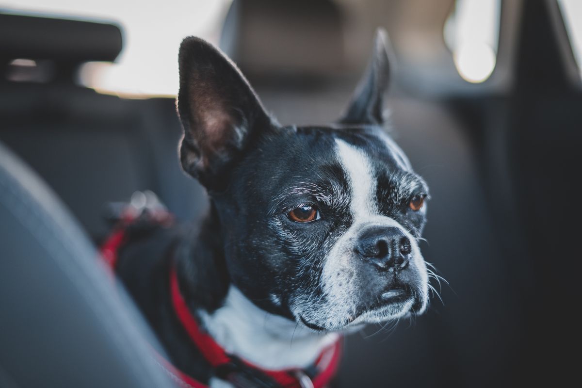 車の座席に座っている赤い首輪の犬