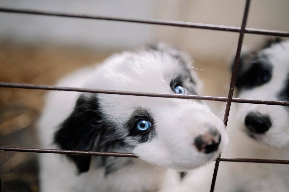 サークル越しにこちらを見る子犬たち。覚える時期は広く敷くぶんも要る