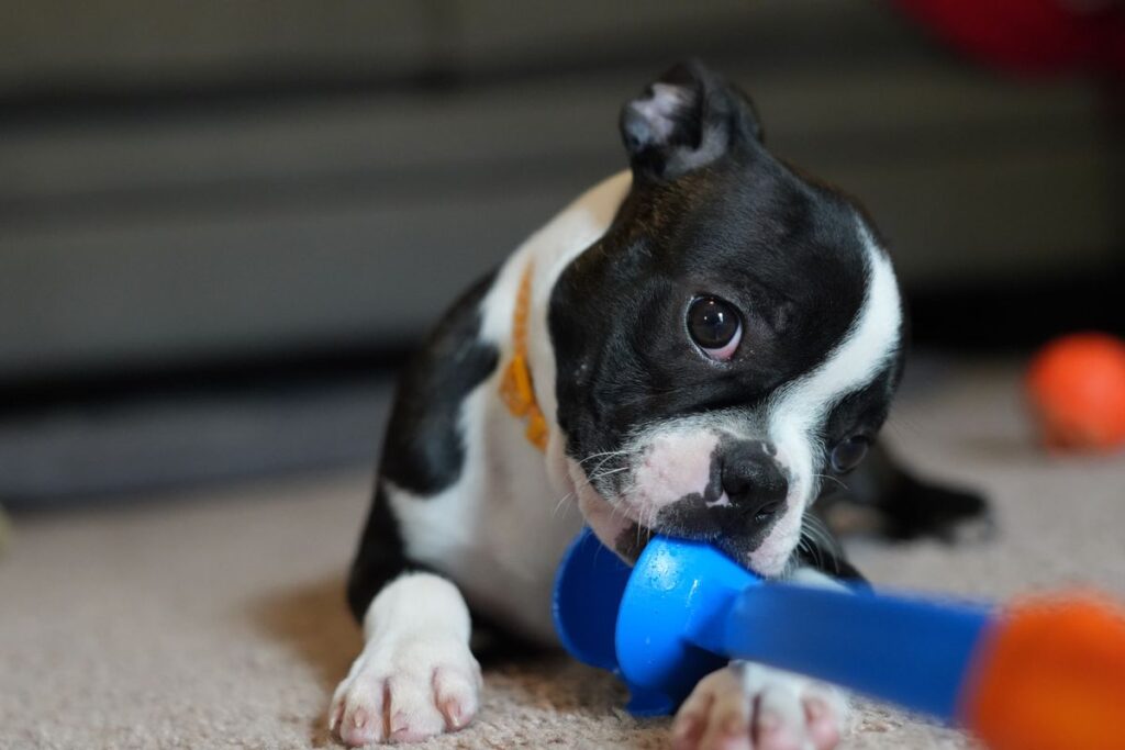 室内で遊ぶ子犬。子犬のペットシーツの枚数は回数から決まる