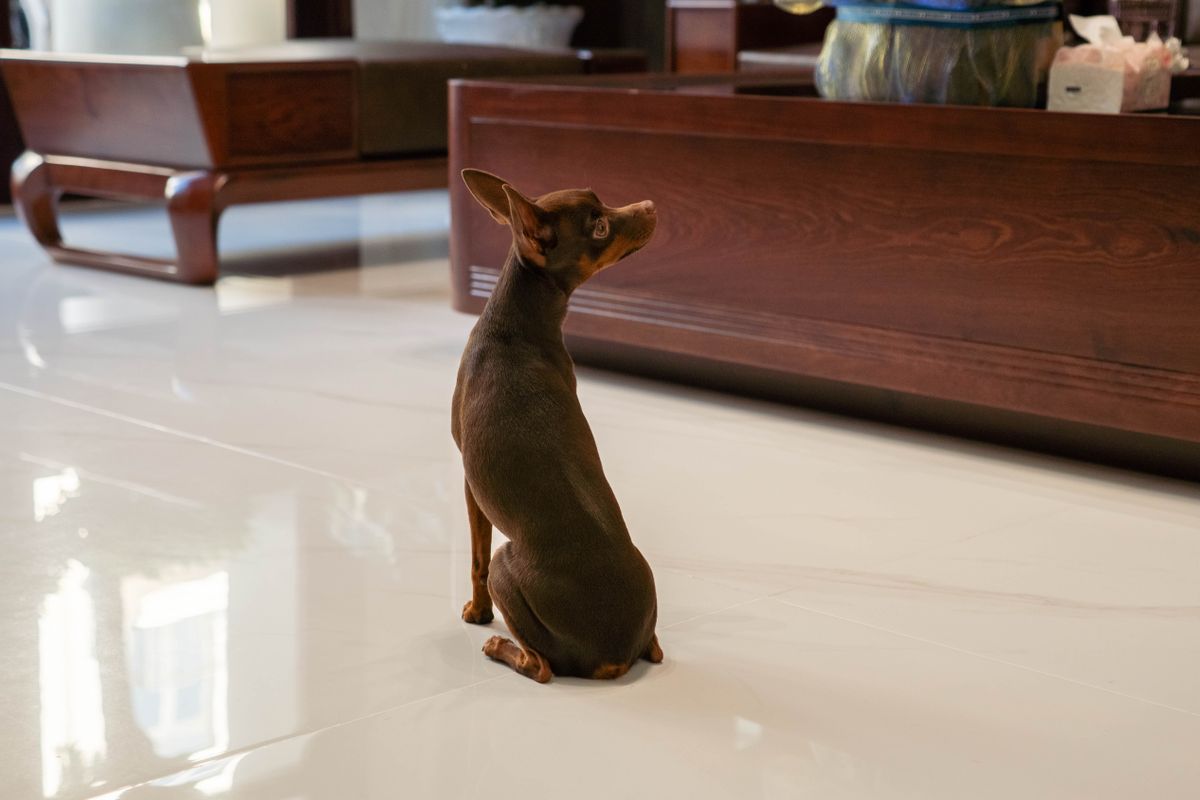 室内の床に座る小型犬。必要な吸収量は体格と交換の間隔で変わる