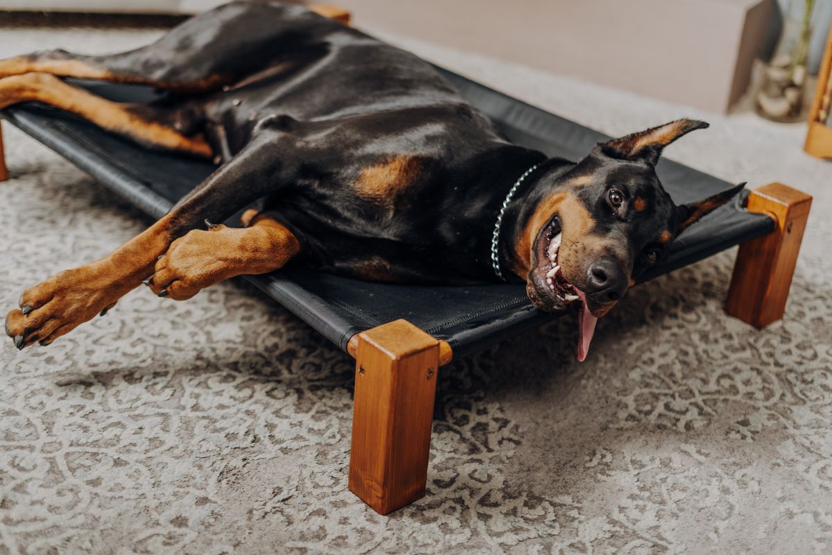 床で休む犬