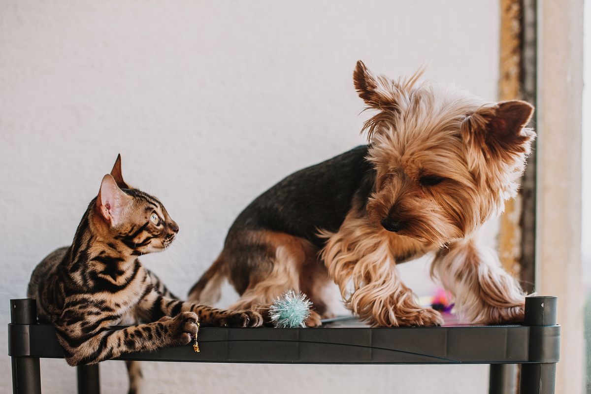 室内で過ごす犬と猫。両方飼っていると消耗品をまとめたくなる