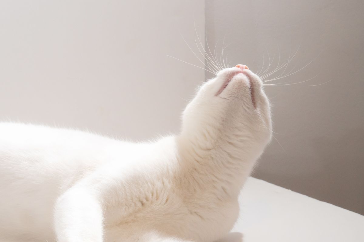 室内で休む白い猫。猫は排泄の環境に敏感なことがある