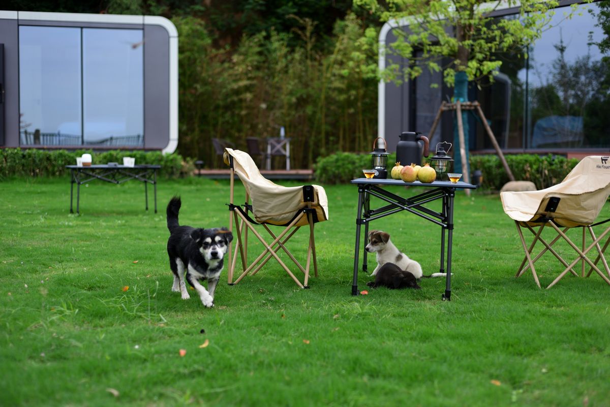 庭で過ごす犬たち