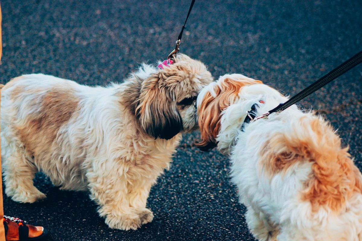 室内で会う二匹の犬