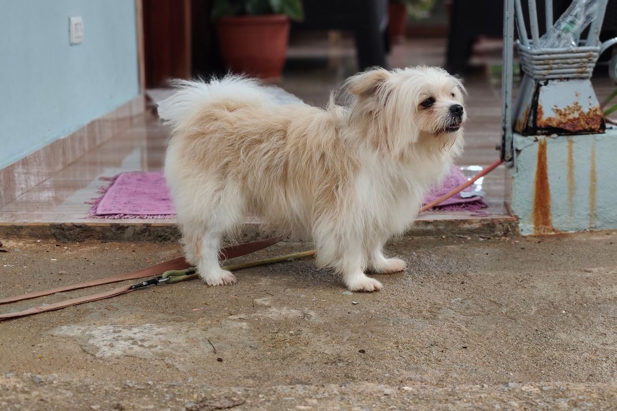 玄関のそばに立っている小型犬