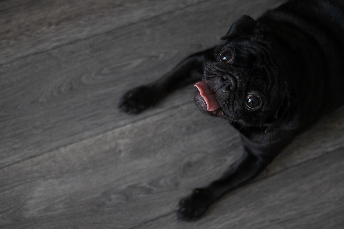 床に伏せる犬。過ごす場所の近くで使うものは慎重に選ぶ
