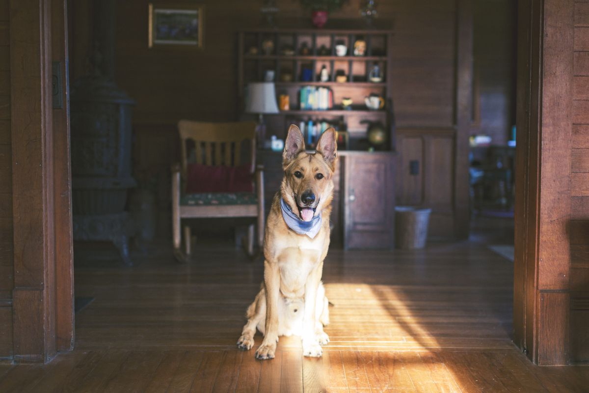 居間で座る犬。交換の動線は、犬が過ごす場所を中心に決まる