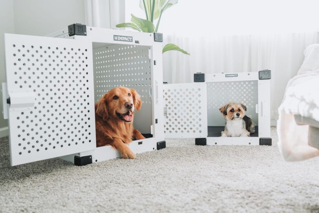 室内に置かれた犬用のケージと、そのなかでくつろぐ犬。トレーは置き場所とセットで決まる