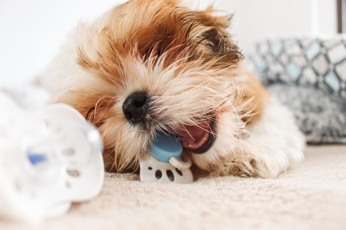 室内でおもちゃを噛む子犬。遊びとして破いている場合は代わりが要る