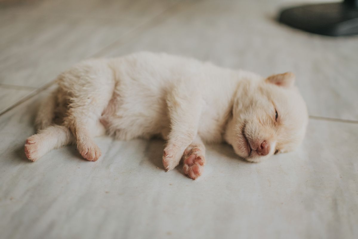 床で眠る子犬。掘る動きがある場合は固定だけでは止まらない