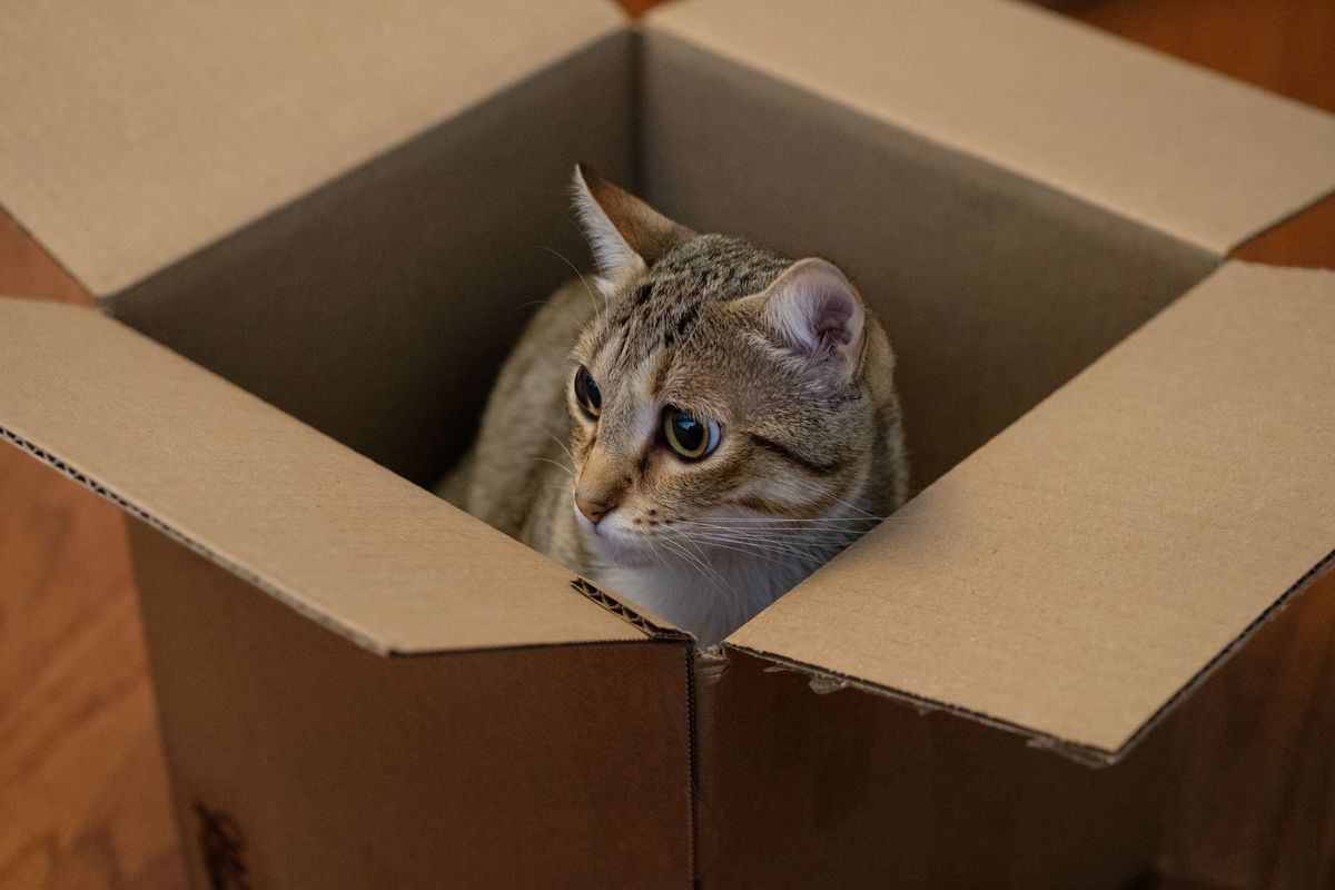 箱から顔を出す猫。動物が通れるだけの余白も必要になる
