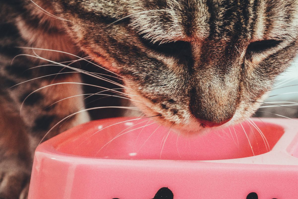 ピンクのボウルから食事をする猫。素材選びは猫の使い方と飼い主の手入れのしやすさで決まる