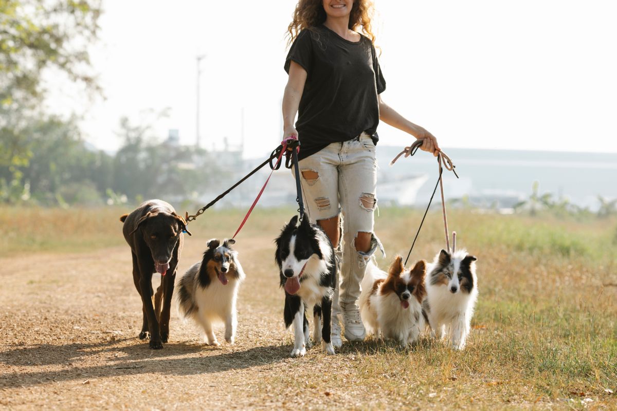 複数の犬と歩く人。台数を分ける必要が出ると費用の増え方が変わる