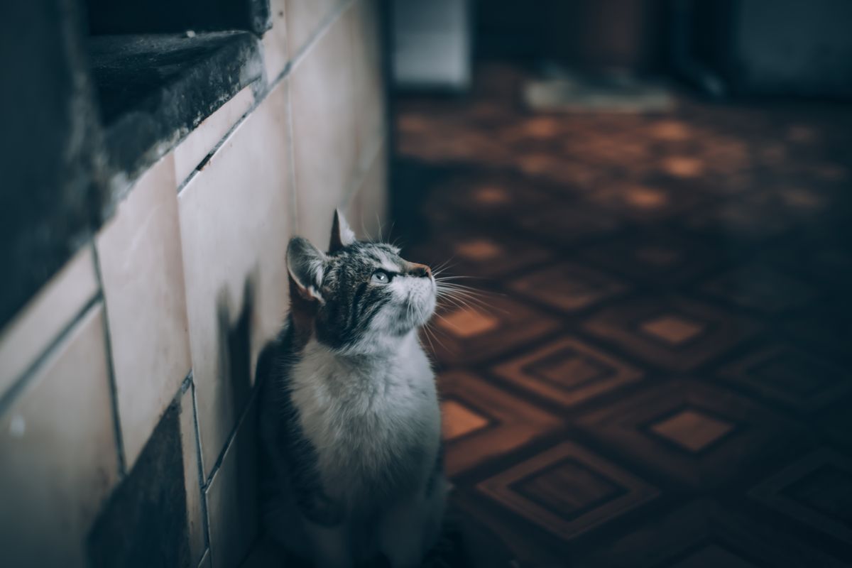 薄暗い室内にいるキジトラ猫。停電中も猫が水を飲めるようにしておく