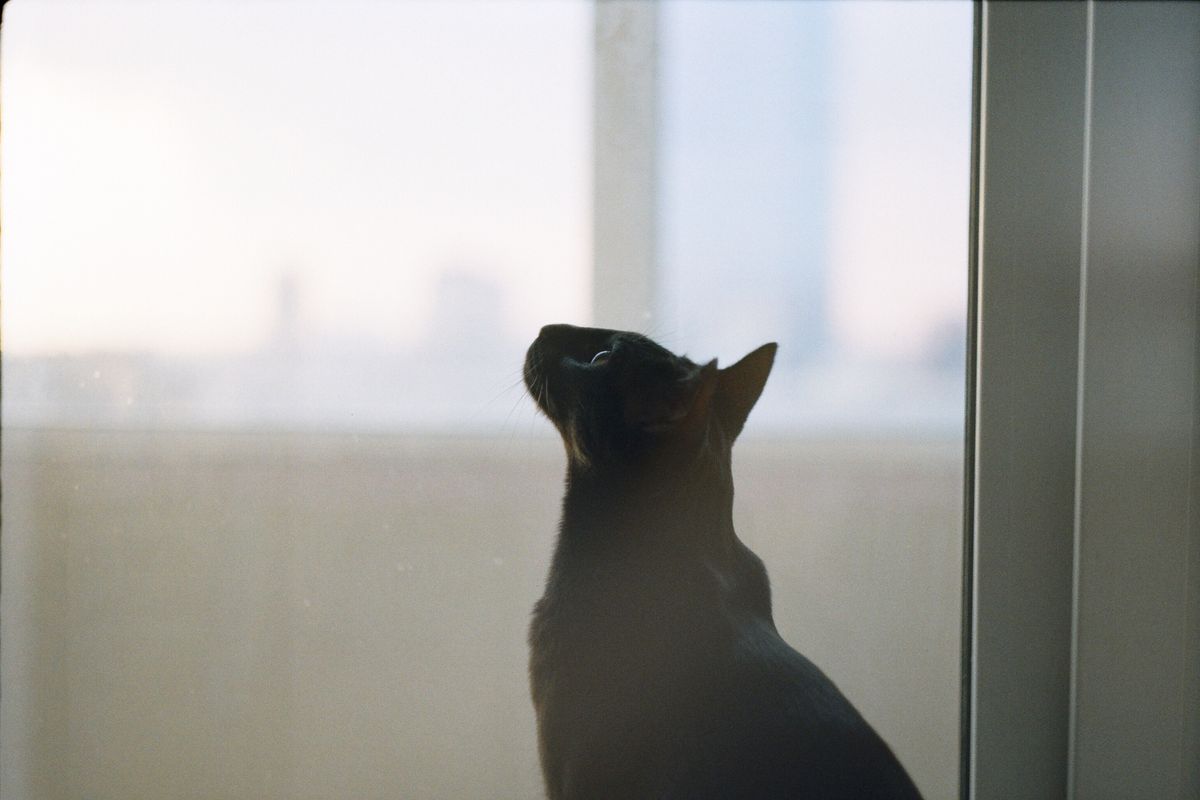 窓辺で外を見る猫。留守中の停電はいちばん気づきにくい