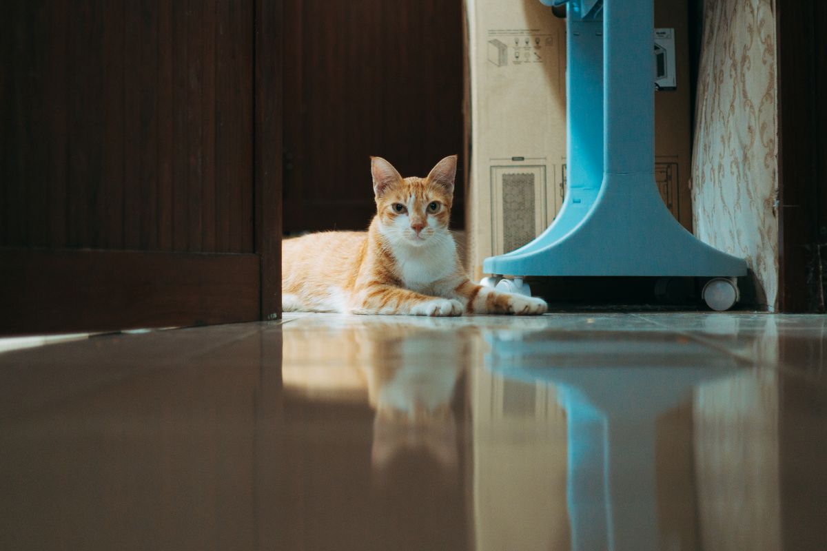 室内の床でくつろぐ猫