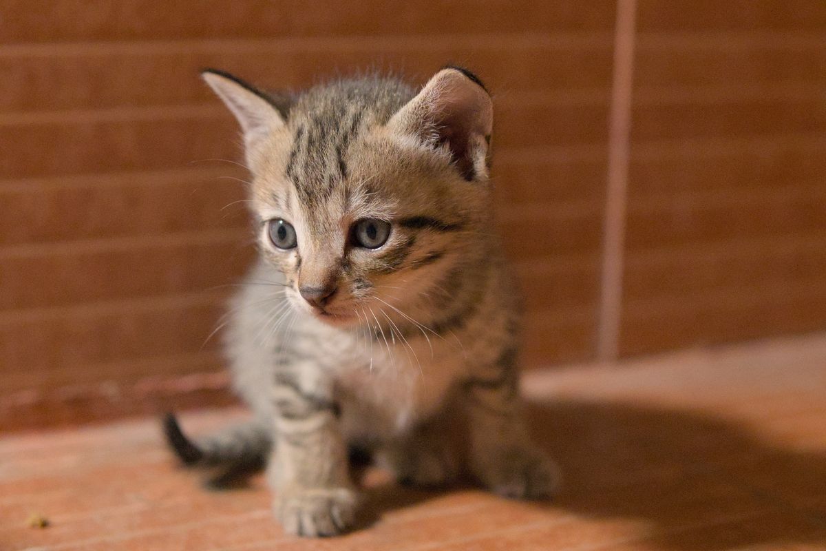 床にいる小さな猫