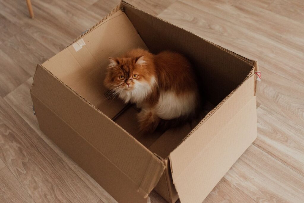 箱の中でくつろぐ猫