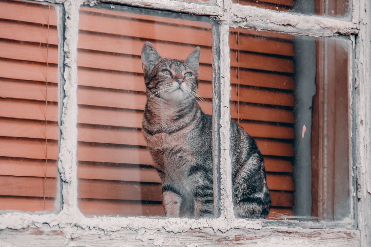 窓辺のくぼみに落ち着いて座るキジトラの猫