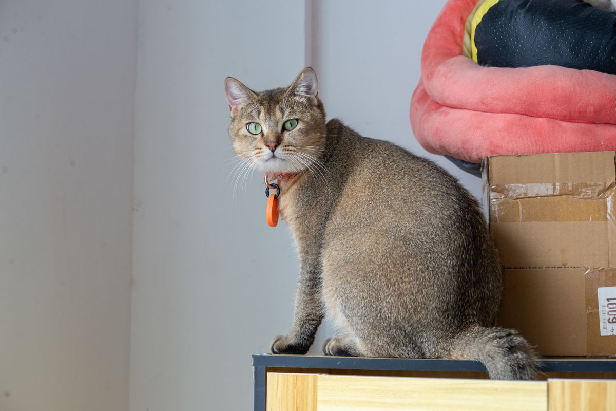 部屋に置かれた猫トイレ