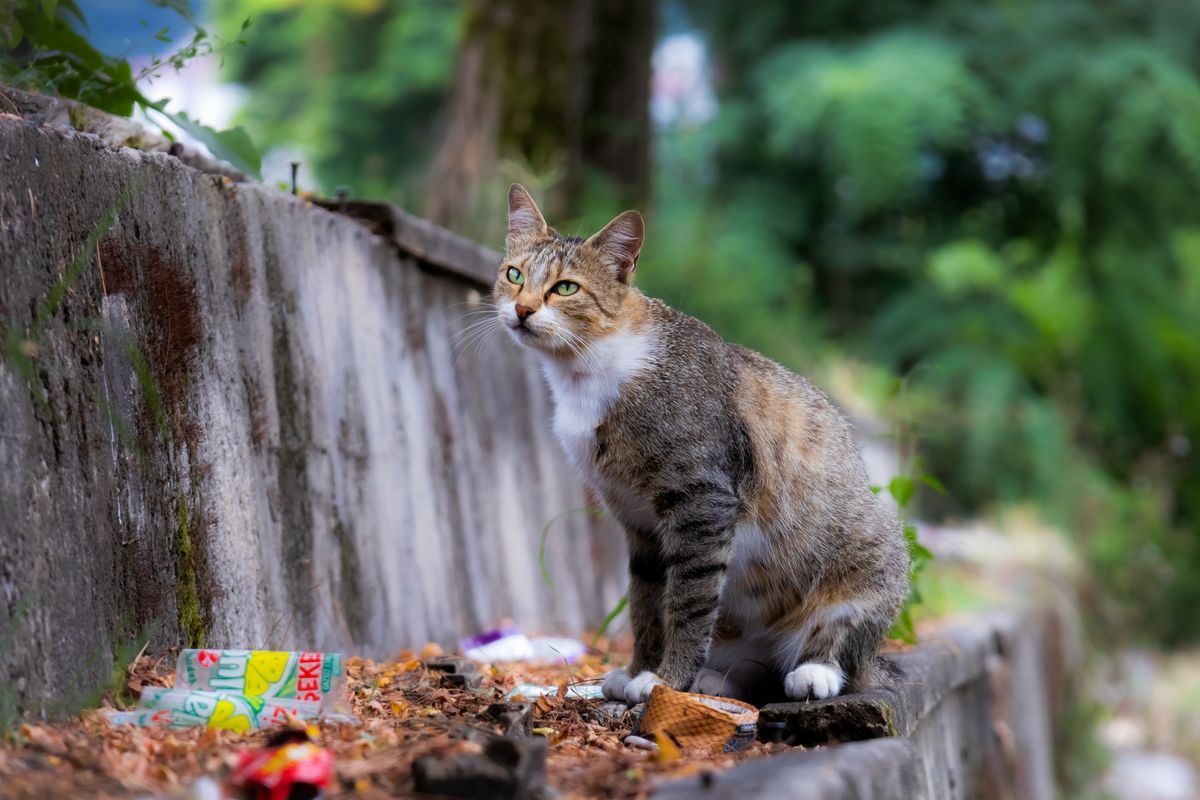 石の上に座っている猫