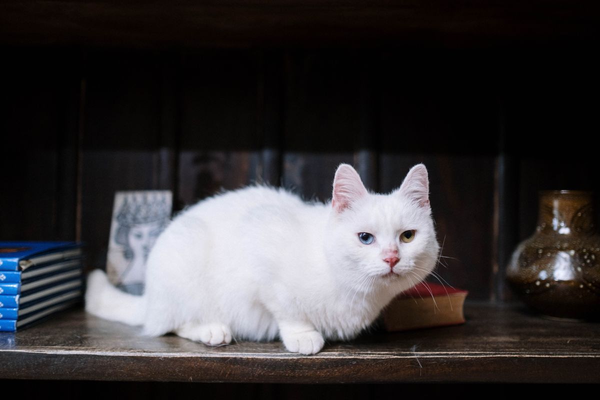 室内で休む猫。洗っているあいだの行き先を先に決めておく