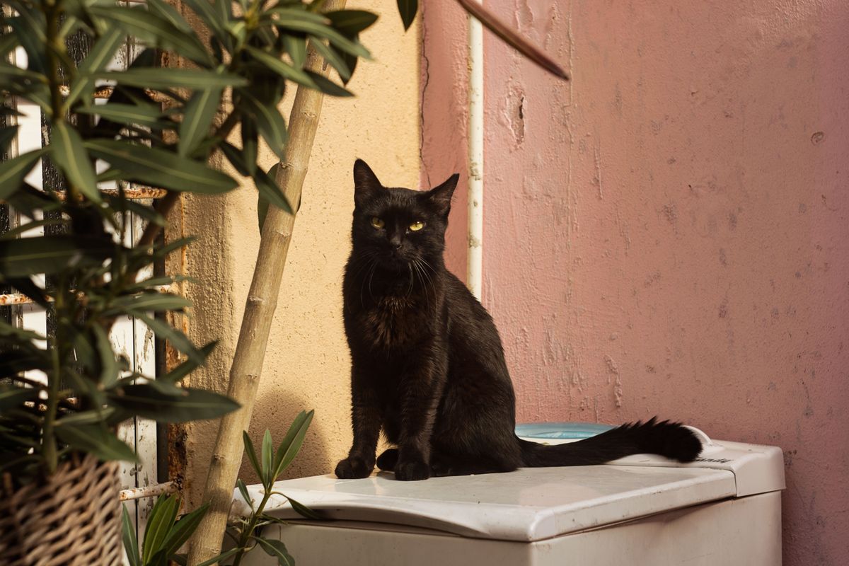 家電の上に座る黒猫。中に猫がいる間は動かないのが正常な動作