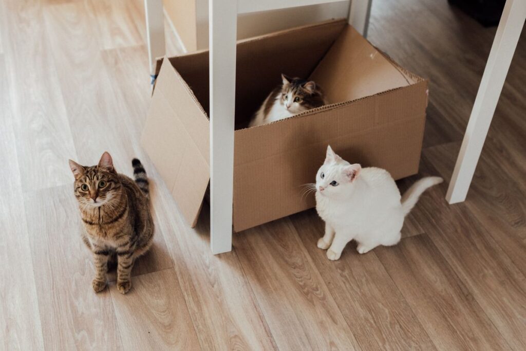 室内でくつろぐ3匹の猫。自動猫トイレは使ってもらえるかが最初の条件になる