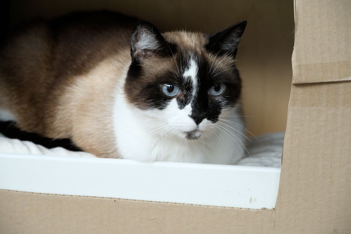 段ボール箱の中に収まっているシャム猫