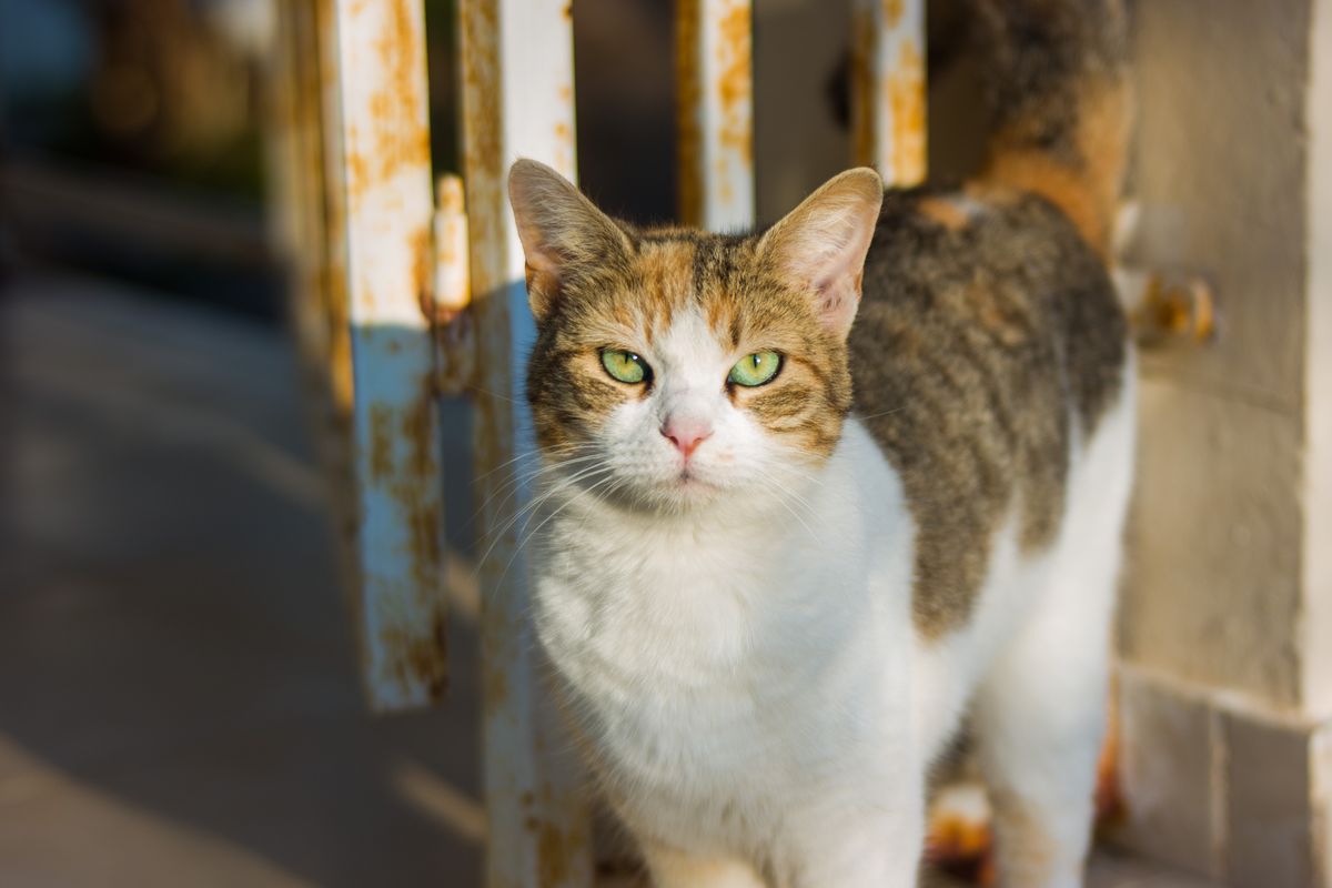戸口から見ている猫