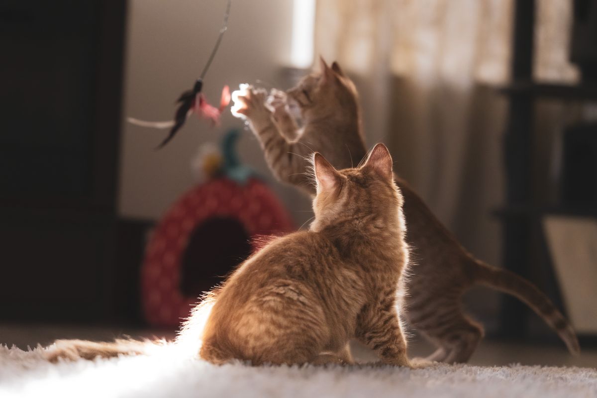 同じ部屋にいる二匹の猫