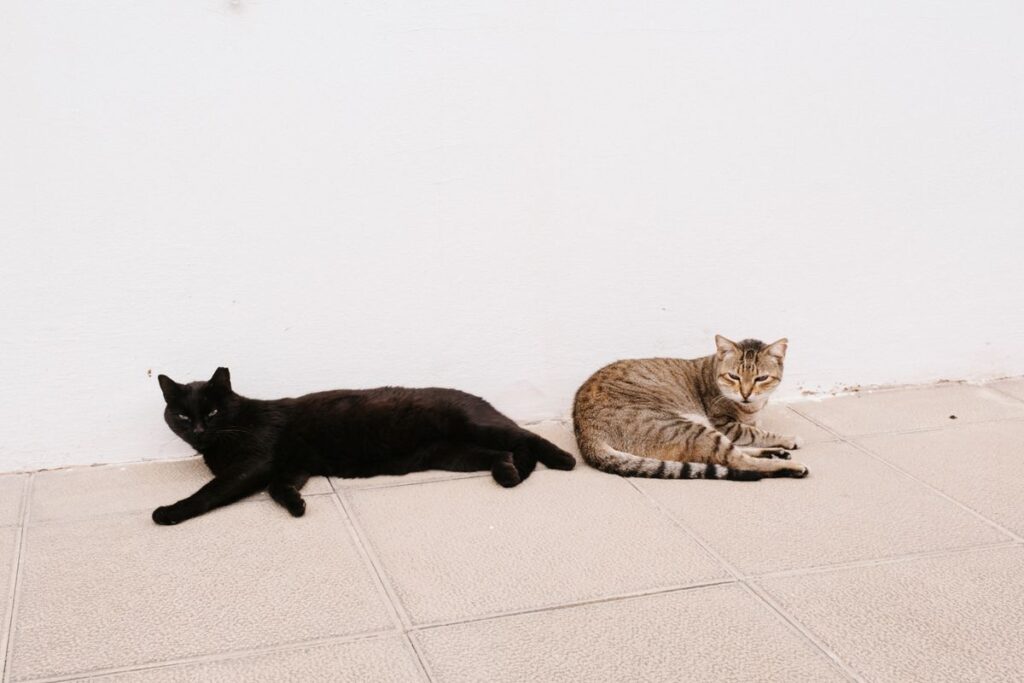 床に並んでくつろぐ黒猫とキジトラ猫