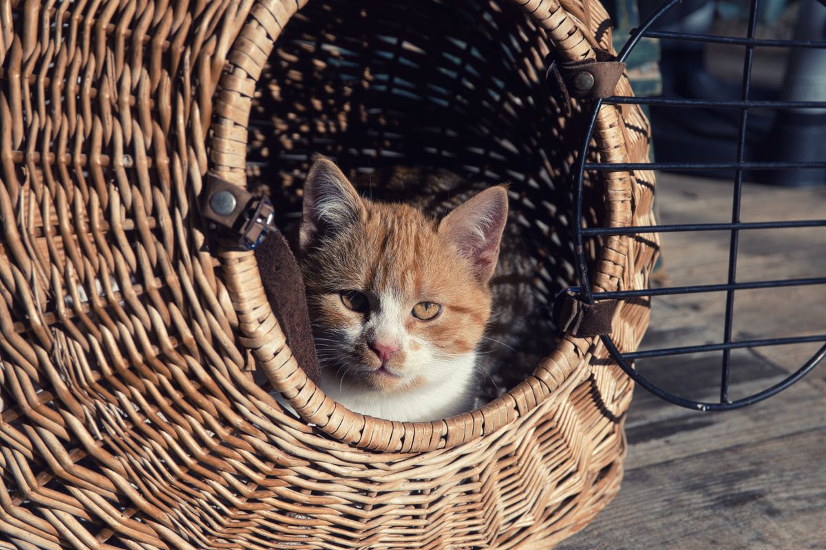 かごの中の子猫