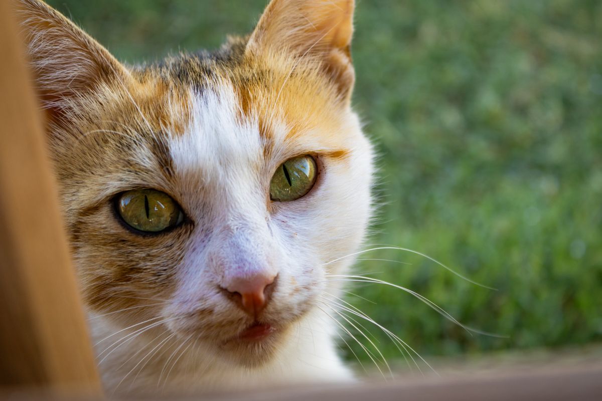 室内の猫の表情