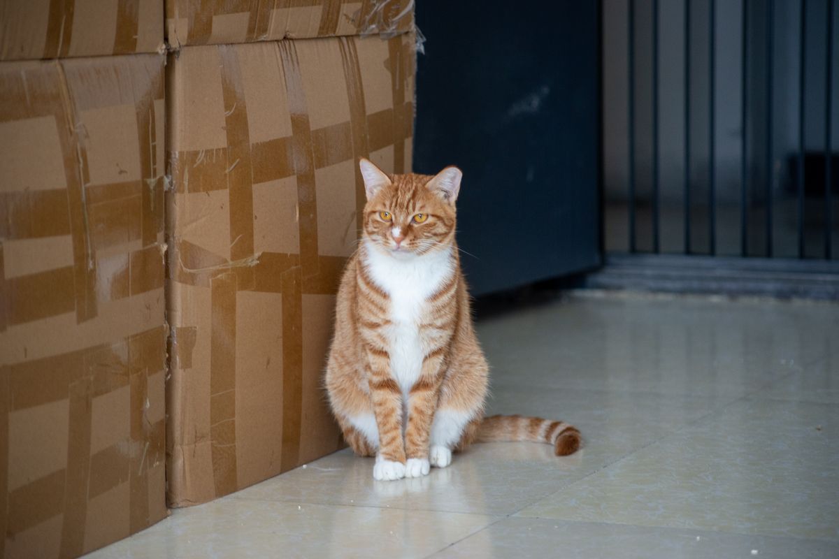 段ボール箱のそばにすわる猫