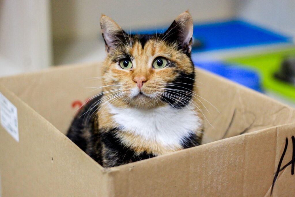 箱の中に座る猫